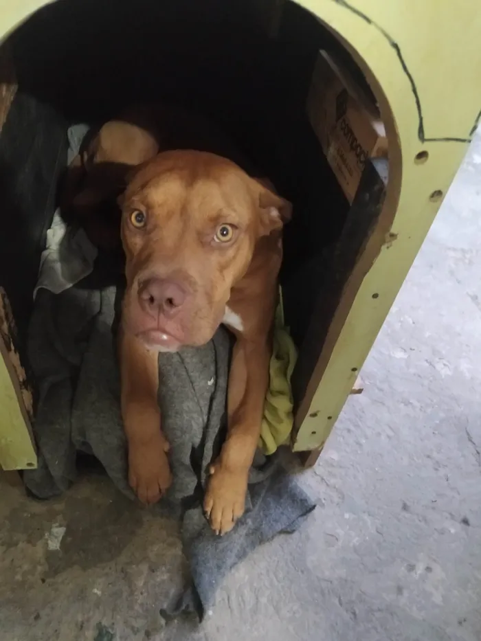 Cachorro ra a Pit-Bull idade 7 a 11 meses nome Thor