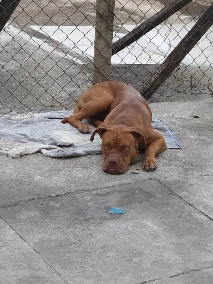 Cachorro ra a Pit-Bull idade 7 a 11 meses nome Thor