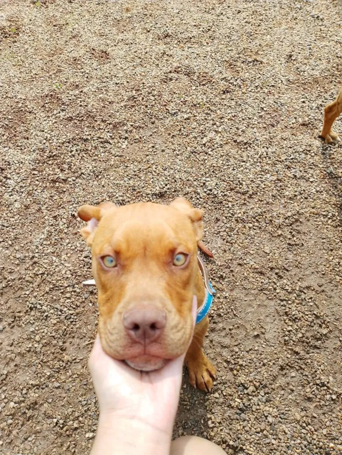 Cachorro ra a Pit-Bull idade 7 a 11 meses nome Thor