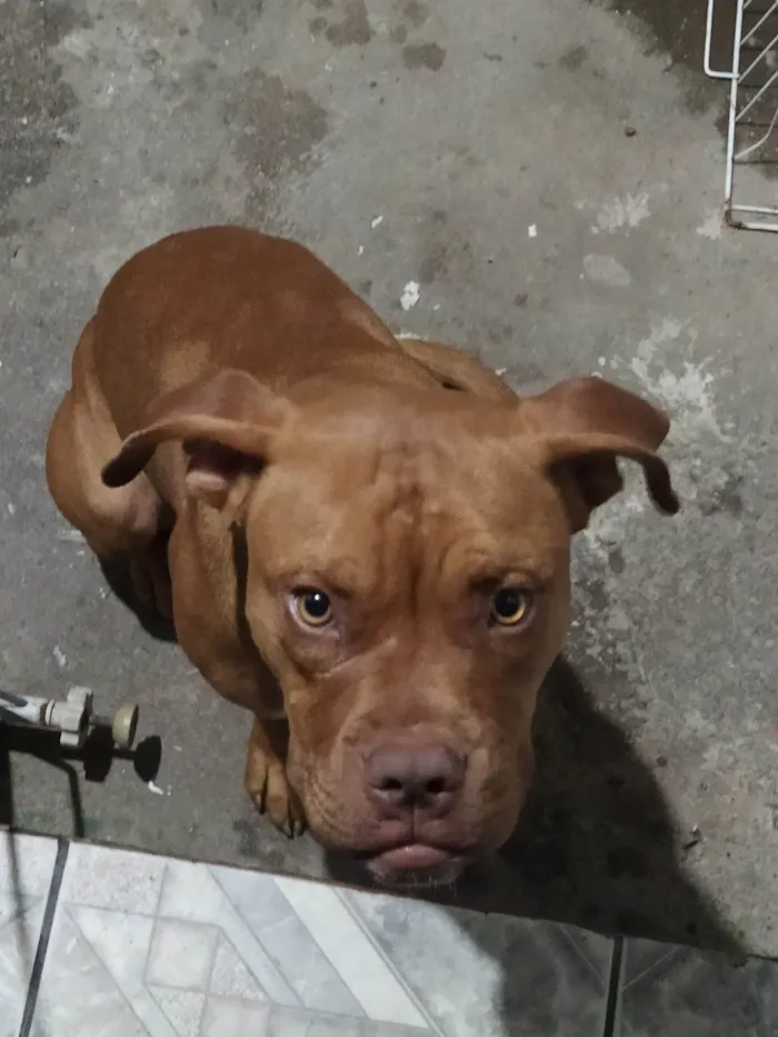 Cachorro ra a Pit-Bull idade 7 a 11 meses nome Thor