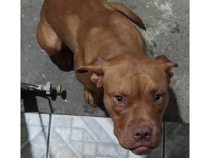 Cachorro ra a Pit-Bull idade 7 a 11 meses nome Thor