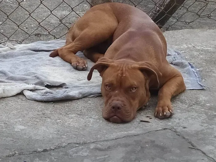 Cachorro ra a Pit-Bull idade 7 a 11 meses nome Thor