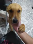 Duke