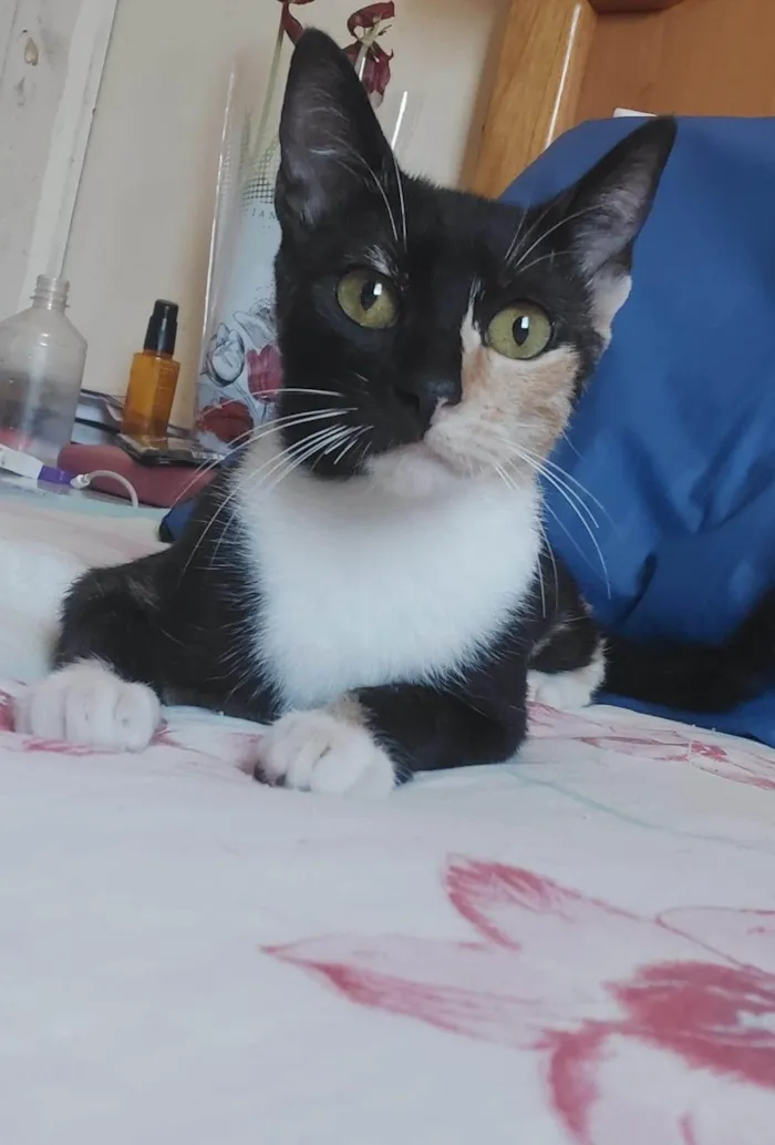 Gato ra a SRD-ViraLata idade 1 ano nome Kali