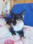 Kali