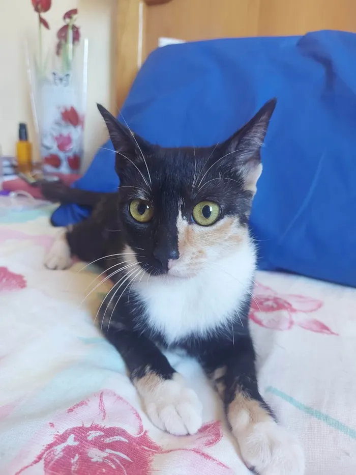 Gato ra a SRD-ViraLata idade 1 ano nome Kali