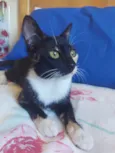 Kali