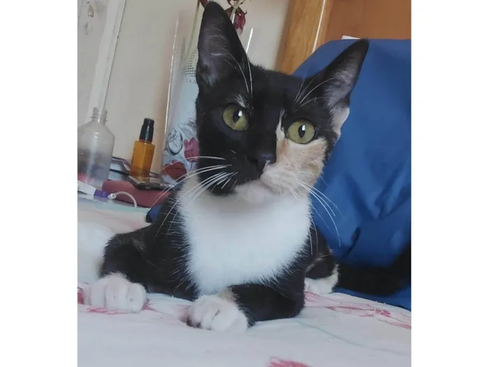 Gato ra a SRD-ViraLata idade 1 ano nome Kali