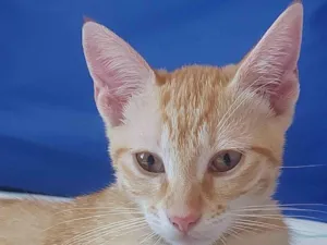 Gato raça SRD-ViraLata idade 2 a 6 meses nome Oliver