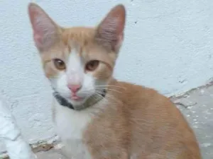 Gato raça SRD-ViraLata idade 2 a 6 meses nome Larry