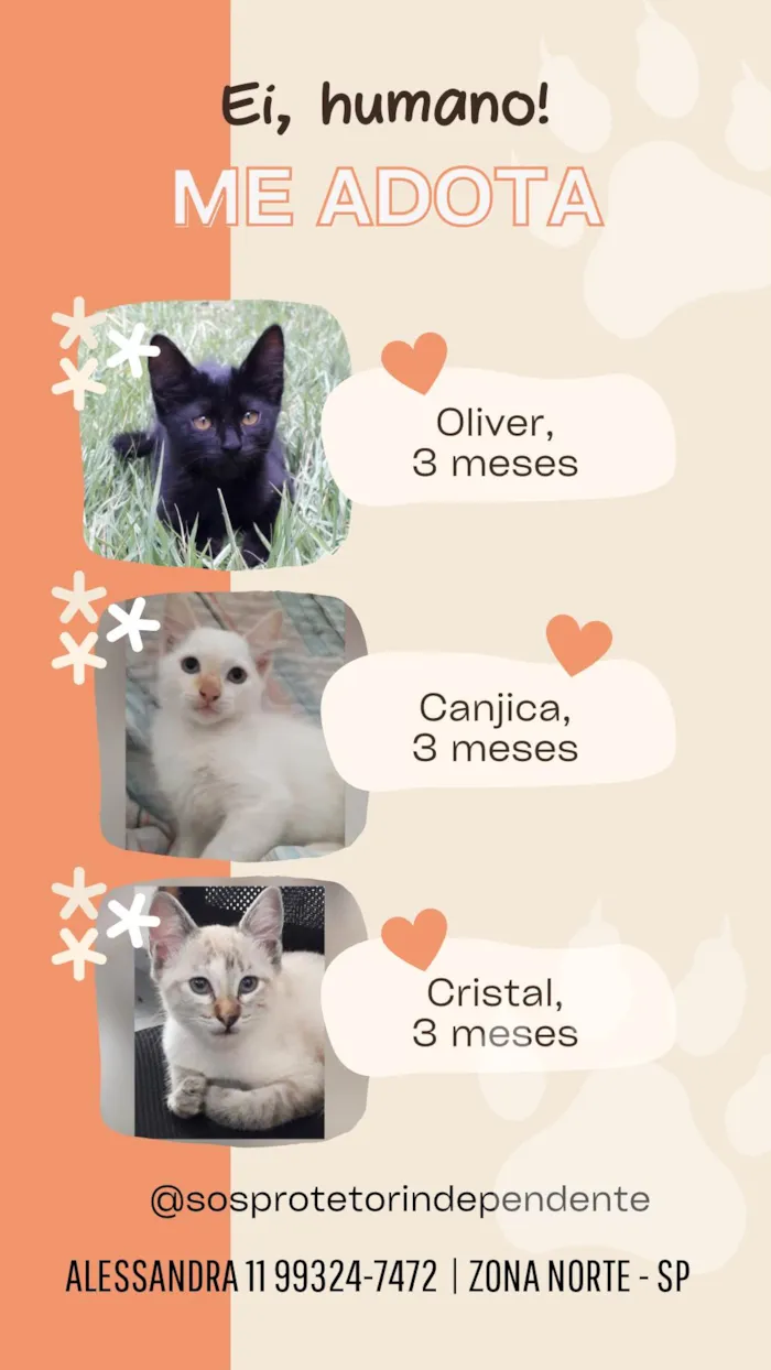 Gato ra a SRD-ViraLata idade 2 a 6 meses nome Olívia Canjica Cristal