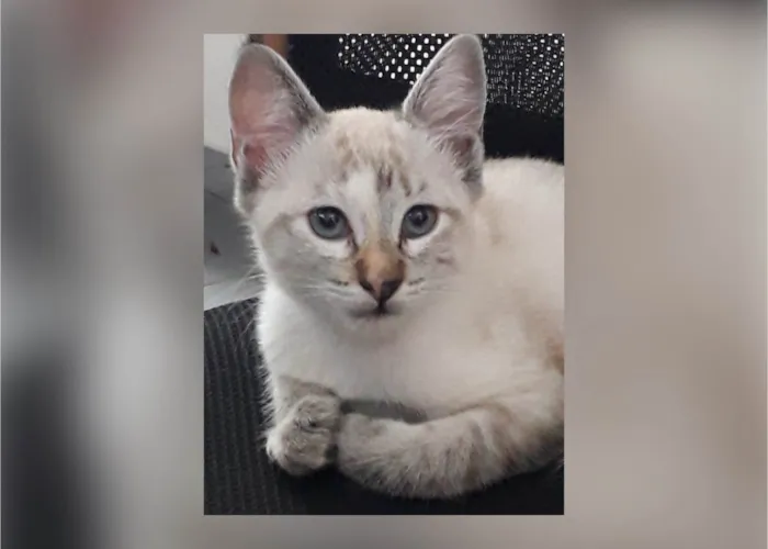 Gato ra a SRD-ViraLata idade 2 a 6 meses nome Olívia Canjica Cristal