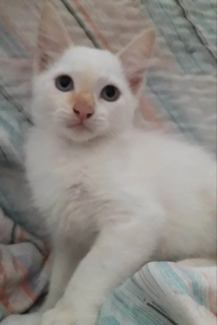 Gato ra a SRD-ViraLata idade 2 a 6 meses nome Olívia Canjica Cristal