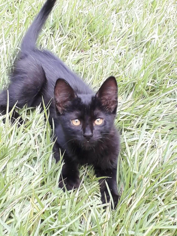 Gato ra a SRD-ViraLata idade 2 a 6 meses nome Olívia Canjica Cristal