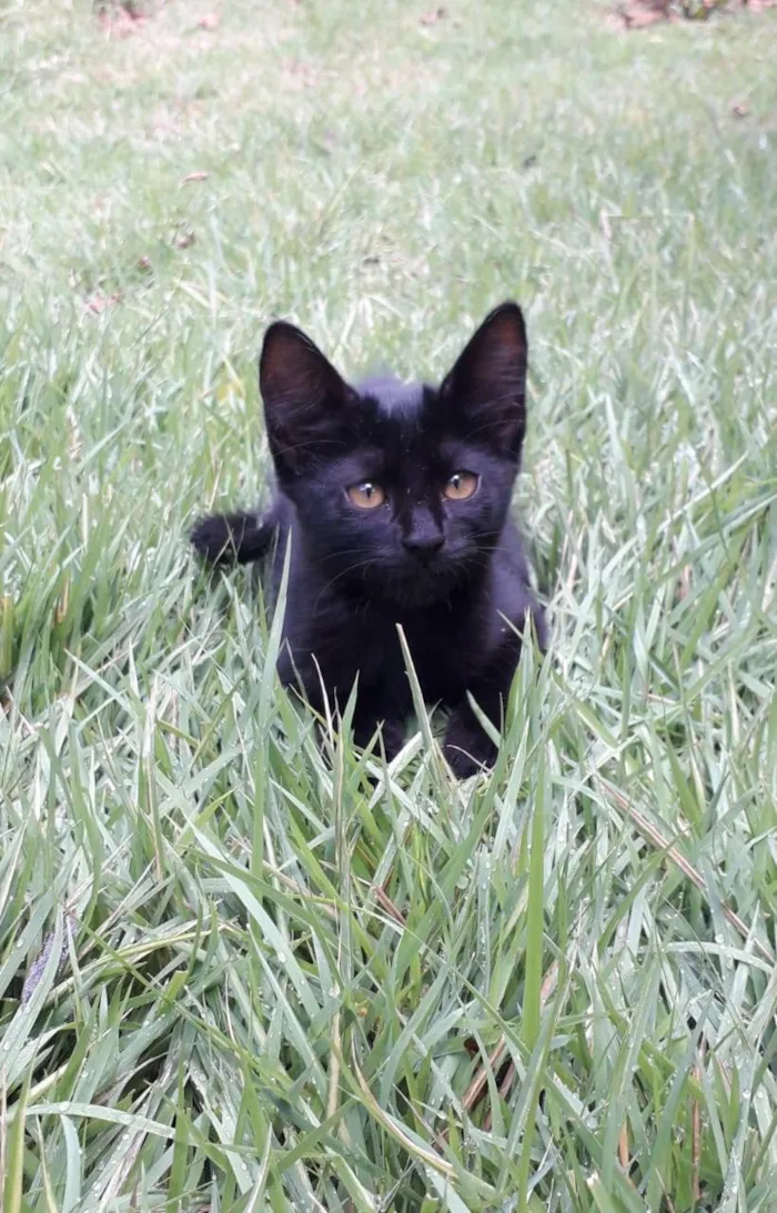 Gato ra a SRD-ViraLata idade 2 a 6 meses nome Olívia Canjica Cristal