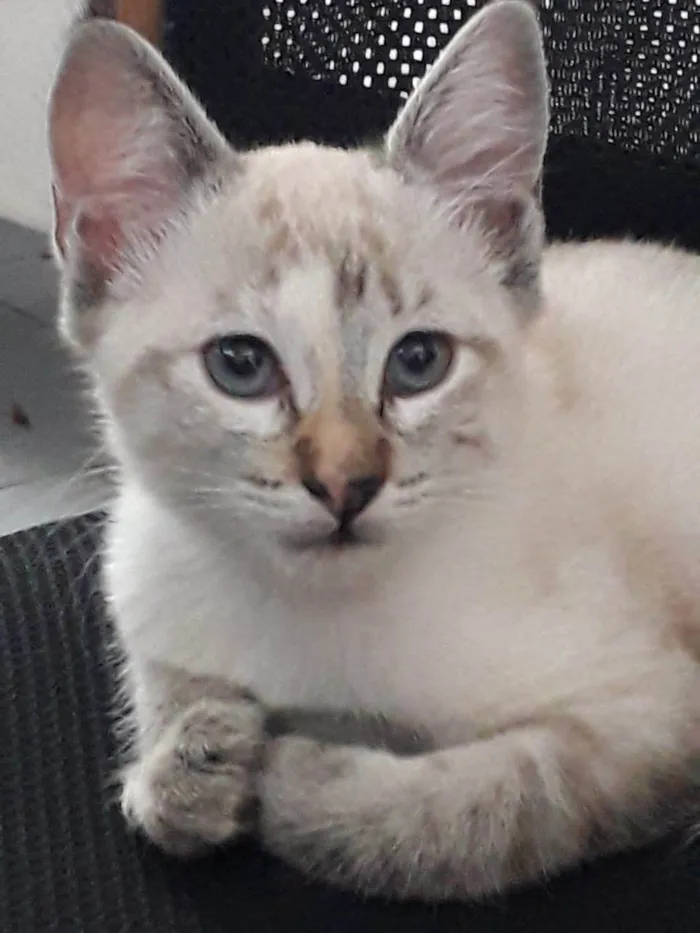Gato ra a SRD-ViraLata idade 2 a 6 meses nome Olívia Canjica Cristal
