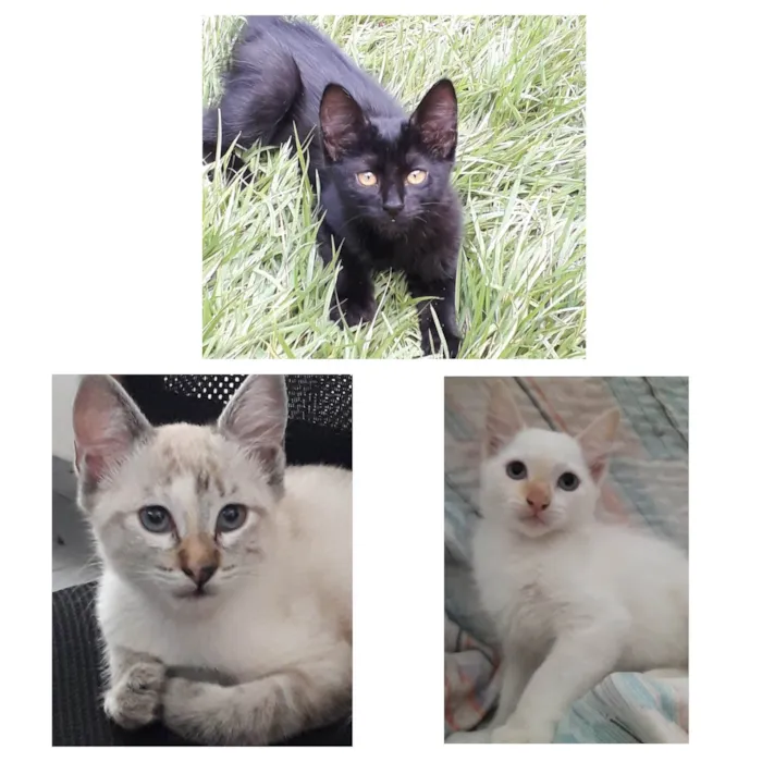 Gato ra a SRD-ViraLata idade 2 a 6 meses nome Olívia Canjica Cristal