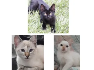 Gato raça SRD-ViraLata idade 2 a 6 meses nome Olívia Canjica Cristal