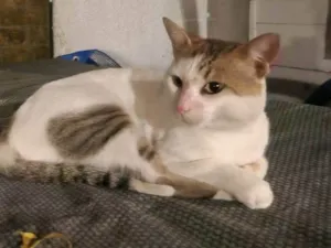 Gato raça SRD-ViraLata idade  nome LIMÃO