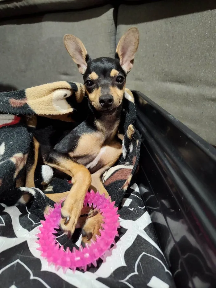 Cachorro ra a Pinscher idade 2 a 6 meses nome Punk e Amy