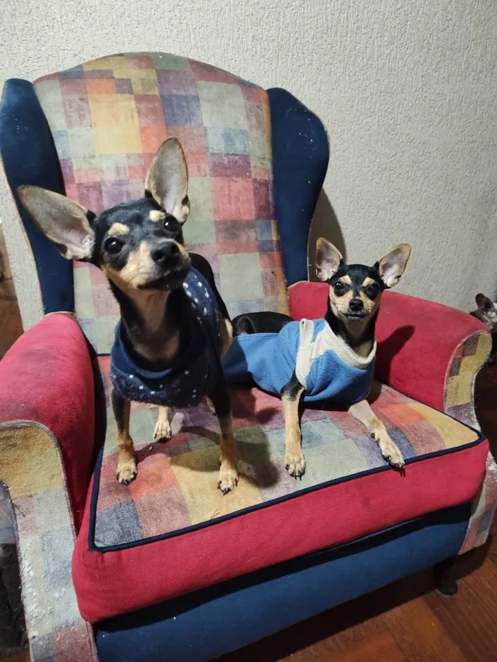 Cachorro ra a Pinscher idade 2 a 6 meses nome Punk e Amy