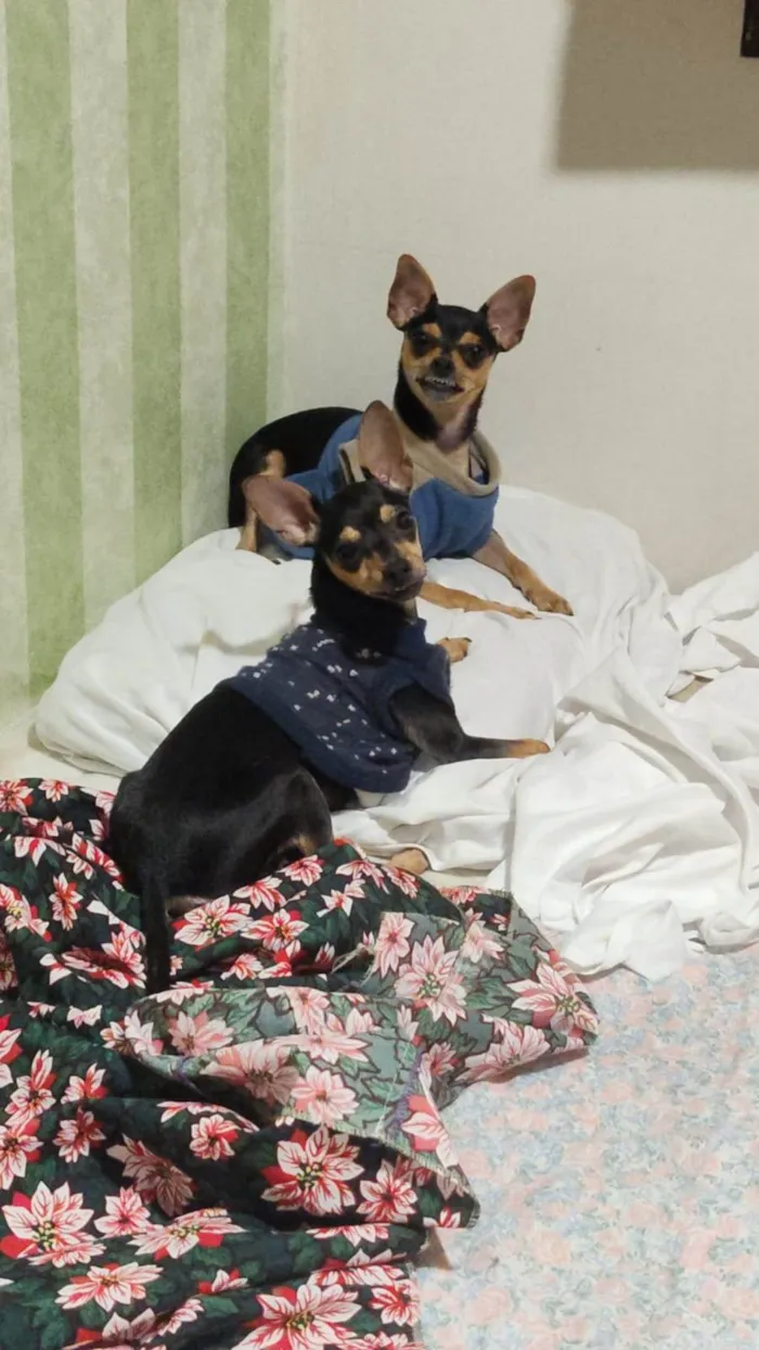 Cachorro ra a Pinscher idade 2 a 6 meses nome Punk e Amy