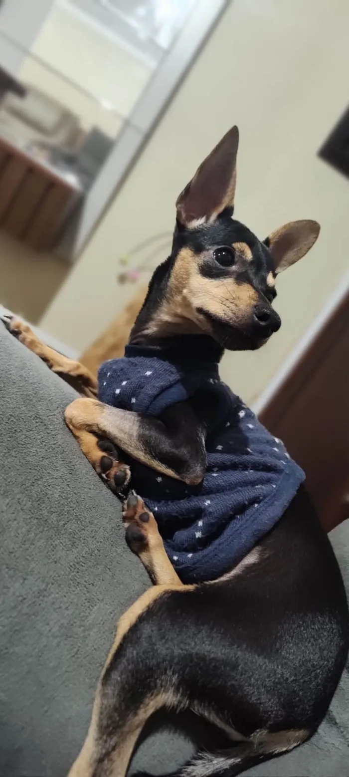 Cachorro ra a Pinscher idade 2 a 6 meses nome Punk e Amy