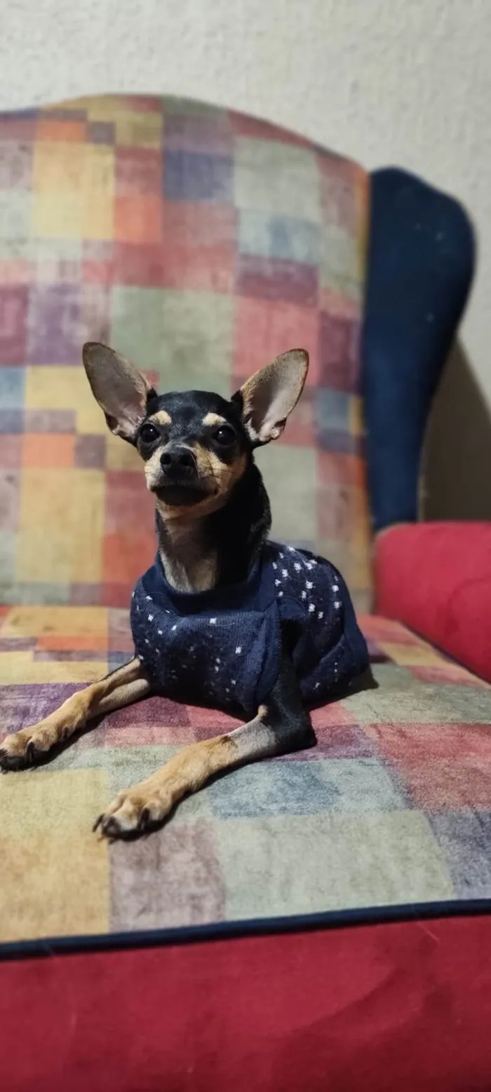 Cachorro ra a Pinscher idade 2 a 6 meses nome Punk e Amy