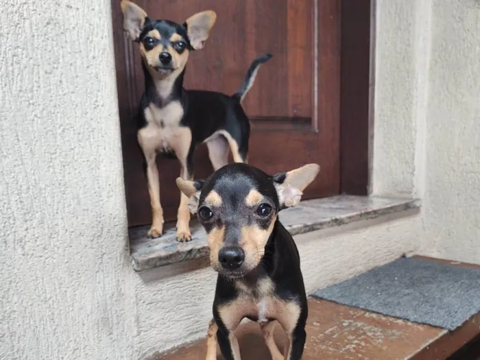 Cachorro ra a Pinscher idade 2 a 6 meses nome Punk e Amy