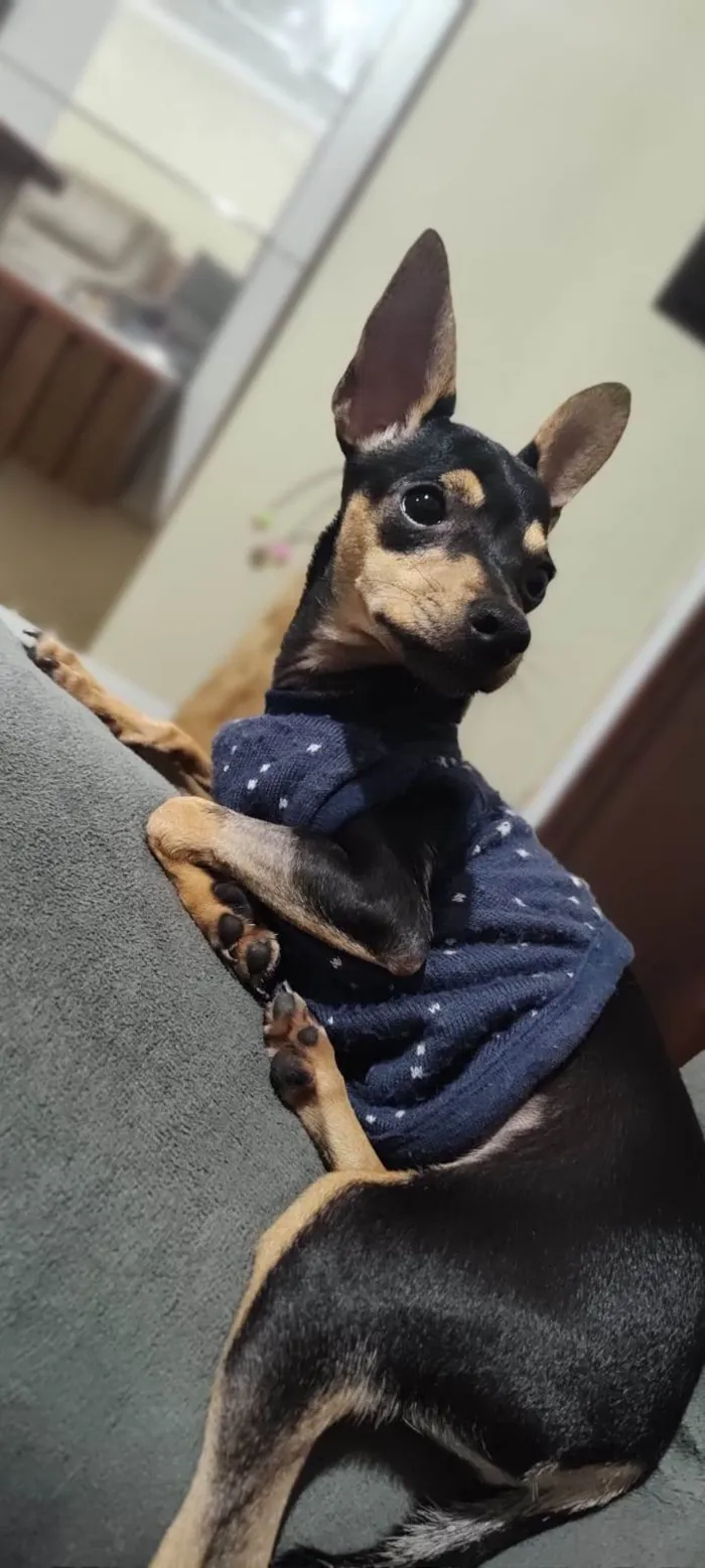 Cachorro ra a Pinscher idade 2 a 6 meses nome Punk e Amy