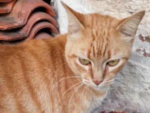 Gato raça SRD-ViraLata idade 2 anos nome MIMI