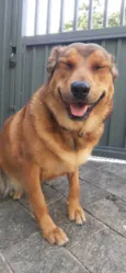 Nala