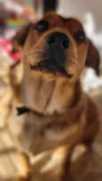 Nala