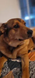 Nala