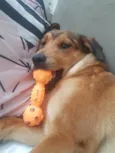 Nala