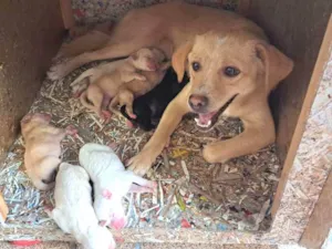 Cachorro raça SRD-ViraLata idade Abaixo de 2 meses nome sem nome, são 8 filhotes