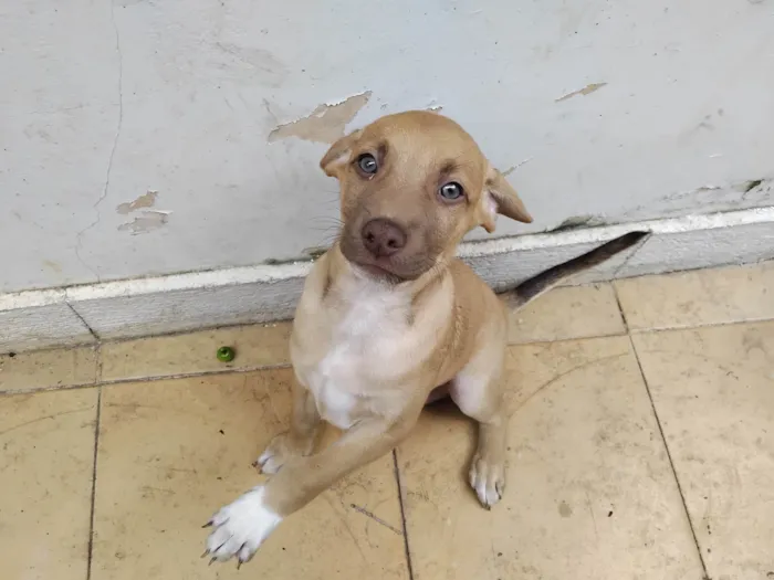 Cachorro ra a SRD-ViraLata idade 2 a 6 meses nome Garcia
