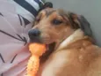 Nala
