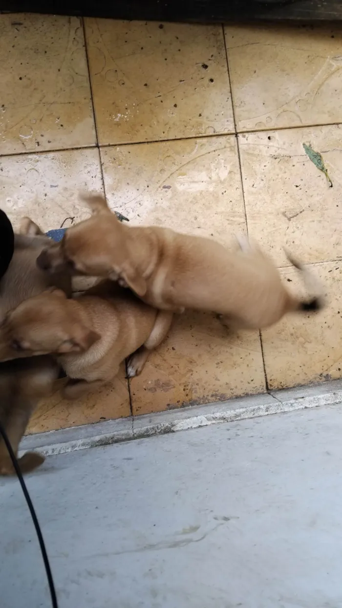 Cachorro ra a SRD-ViraLata idade 2 a 6 meses nome Tornado