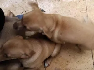 Cachorro raça SRD-ViraLata idade 2 a 6 meses nome Tornado