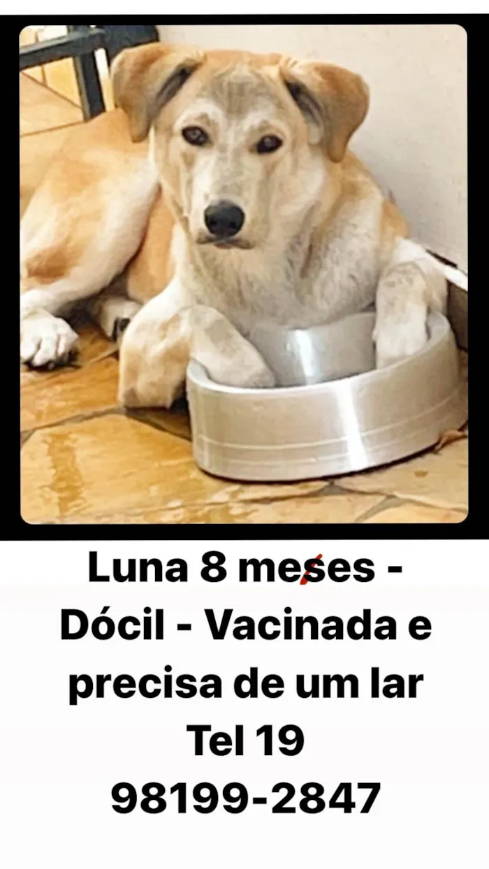 Cachorro ra a SRD-ViraLata idade 7 a 11 meses nome Luna