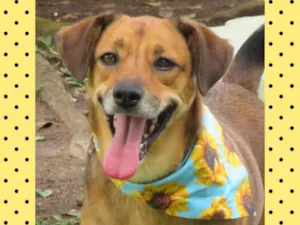 Cachorro raça Srd idade 2 anos nome TAINÁ