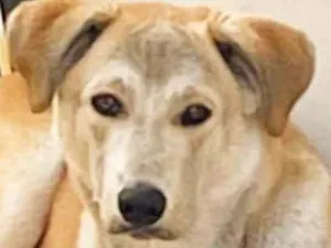 Cachorro raça SRD-ViraLata idade 7 a 11 meses nome Luna
