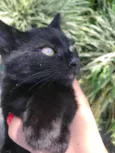 Gatinhos