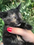 Gatinhos