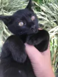 Gatinhos