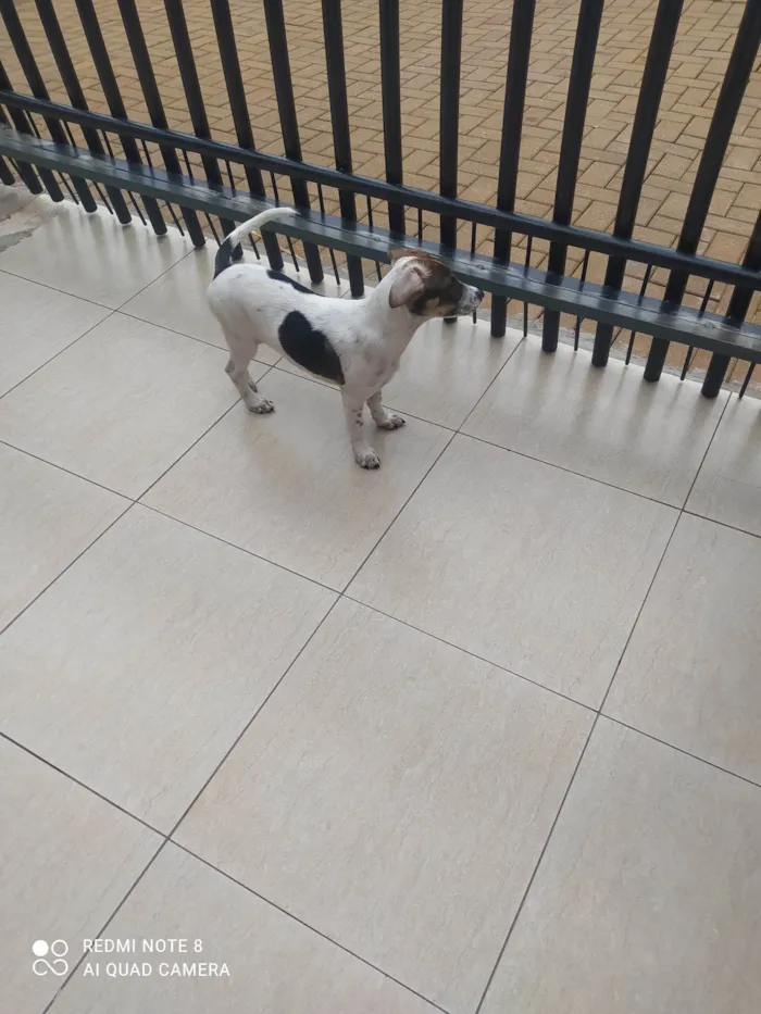 Cachorro ra a SRD-ViraLata idade 2 a 6 meses nome Oto