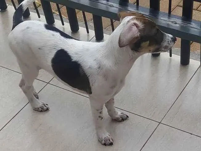 Cachorro ra a SRD-ViraLata idade 2 a 6 meses nome Oto