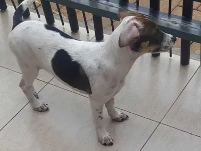 Cachorro raça SRD-ViraLata idade 2 a 6 meses nome Oto