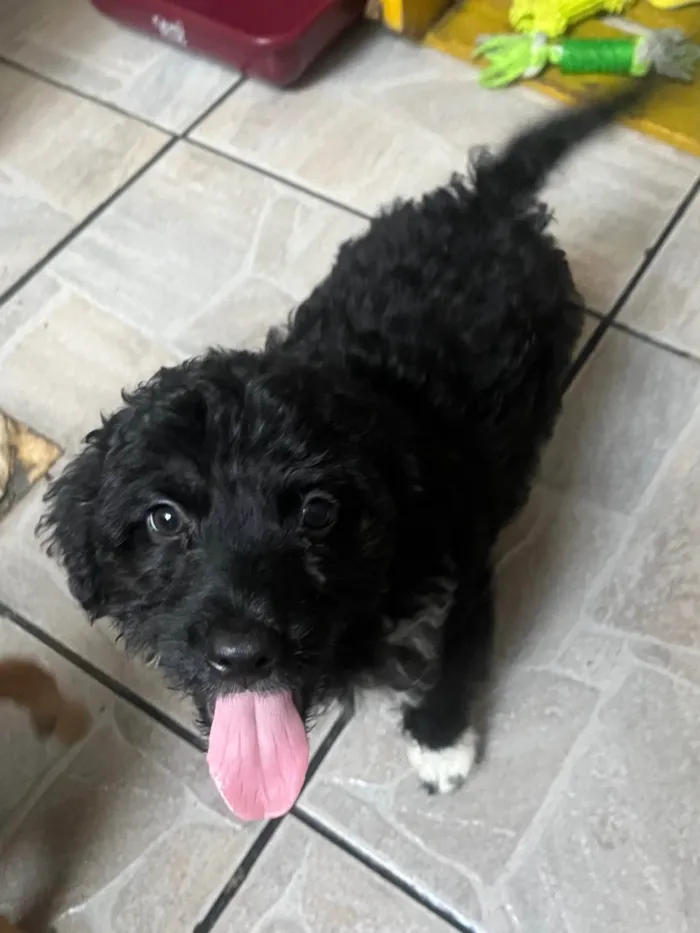 Cachorro ra a SRD-ViraLata idade 2 a 6 meses nome Bento